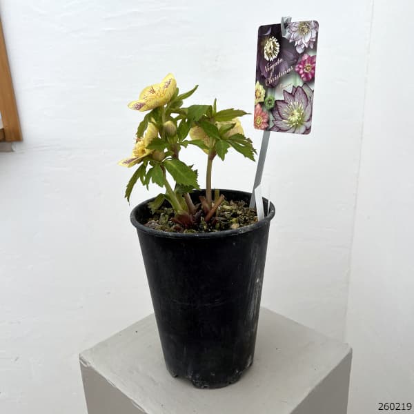 園芸ネット本店｜高正園さんのクリスマスローズ：26-59セミダブル／5号