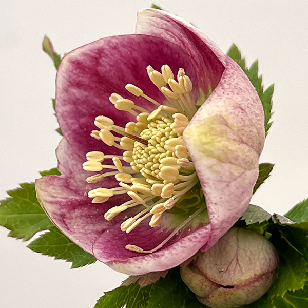 園芸ネット本店｜大和園さんのクリスマスローズ：26-03パステリッシュ