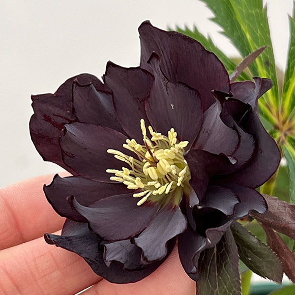 園芸ネット本店｜クリスマスローズ：ベルギー育種 ダブルブラック26-26