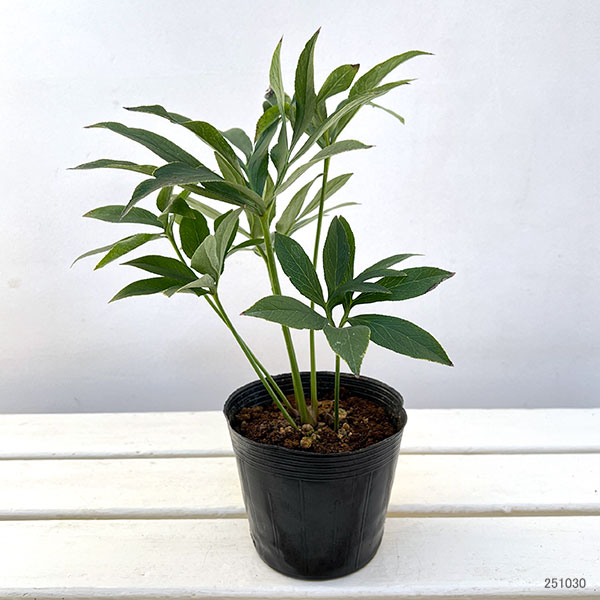 園芸ネット本店｜クリスマスローズ（原種系）：クロアチカス4号ポット