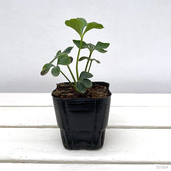 園芸ネット本店｜杉光園芸（杉山交配）さんのクリスマスローズ：ダブル