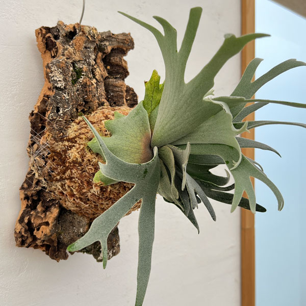 園芸ネット本店｜ビカクシダ（コウモリラン）：ウィリンキーバクテリア