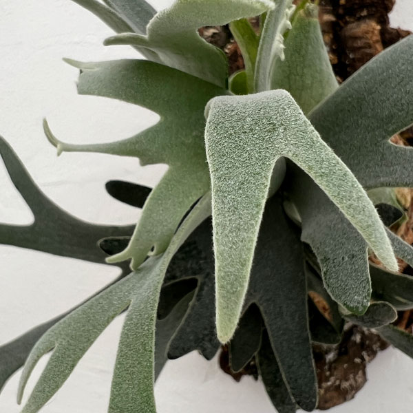 園芸ネット本店｜ビカクシダ（コウモリラン）：ウィリンキーバクテリア