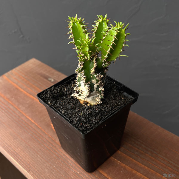 園芸ネット本店｜ユーフォルビア：ムランジーナ 3.5号鉢植え の通販