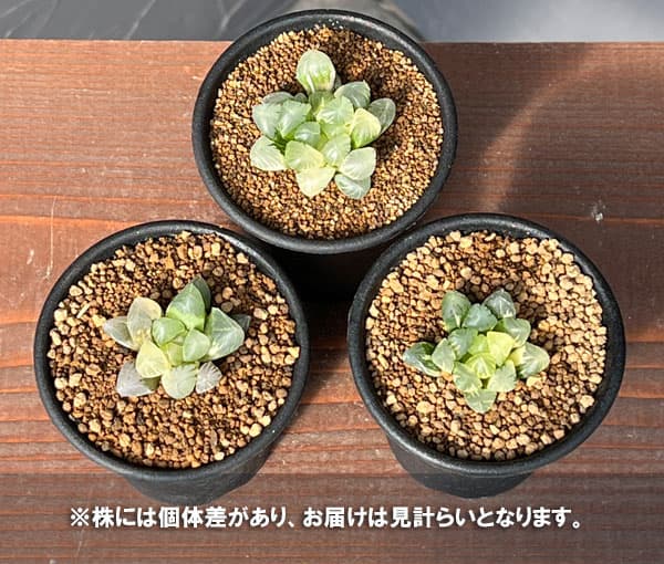 園芸ネット本店｜ハオルチア：姫オブツーサ錦2.5号鉢植え の通販【公式】