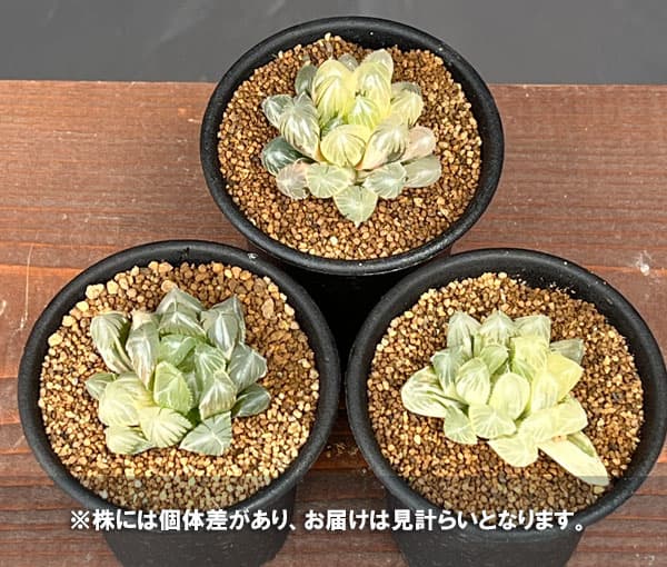 園芸ネット本店｜ハオルチア：レッドレンズオブツーサ錦2.5号鉢植え の