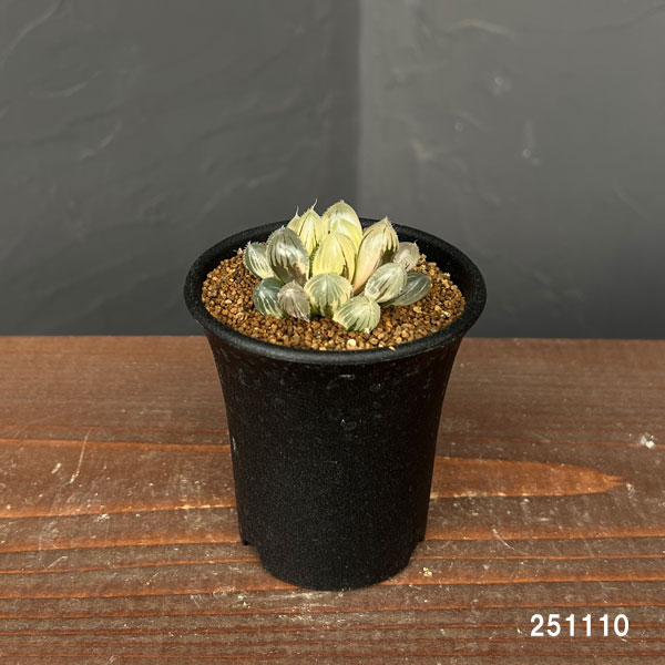 園芸ネット本店｜ハオルチア：レッドレンズオブツーサ錦2.5号鉢植え の