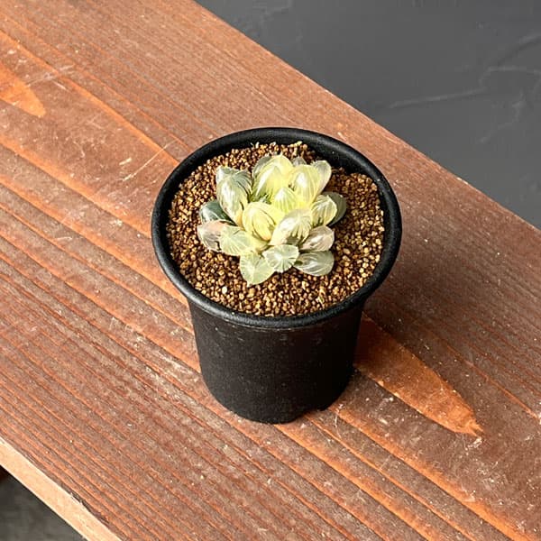 園芸ネット本店｜ハオルチア：レッドレンズオブツーサ錦2.5号鉢植え の