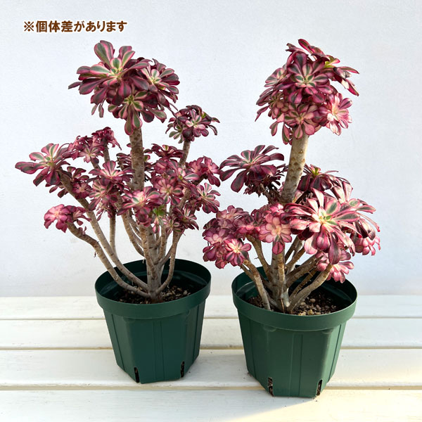 園芸ネット本店｜アエオニウム：シャネル 5.5号ポット の通販【公式】