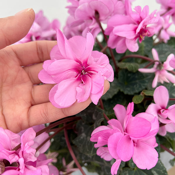 園芸ネット本店｜シクラメン（八重咲き）：ウインク ピンクハート