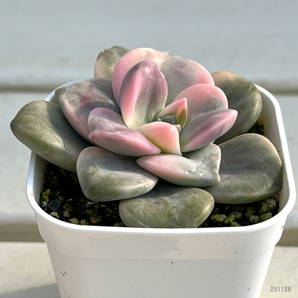 園芸ネット本店｜エケベリア：パープルディライト錦 2.5号 の通販【公式】