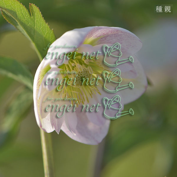 園芸ネット本店｜【お1人様1ポット】大和園さんのクリスマスローズ苗