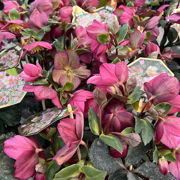 園芸ネット本店｜クリスマスローズ：*HGC Ice N'roses 氷の薔薇