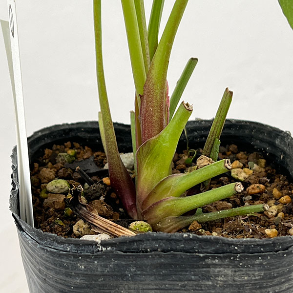 園芸ネット本店｜若泉ファームさんのクリスマスローズ：26-01