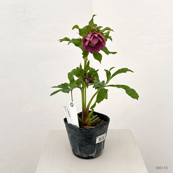 園芸ネット本店｜若泉ファームさんのクリスマスローズ：26-01