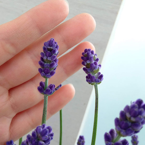 園芸ネット本店｜ラベンダー：イングリッシュ ヒドコート5号鉢植え