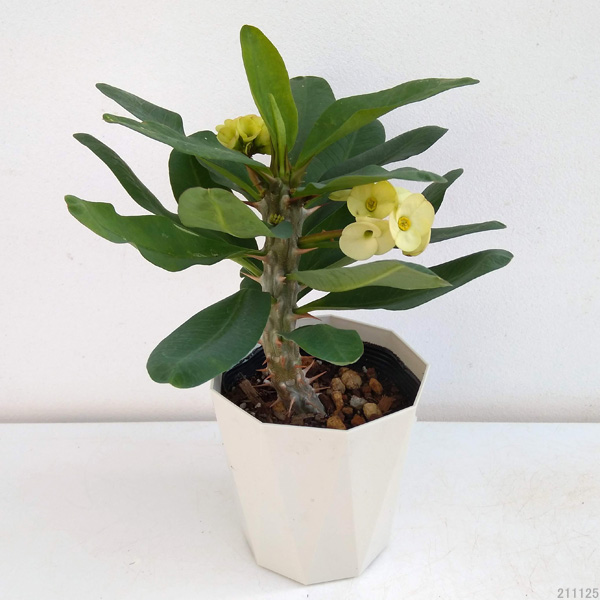 園芸ネット本店｜ハナキリン：八福神 福禄寿(クリーム系） 4号鉢入り