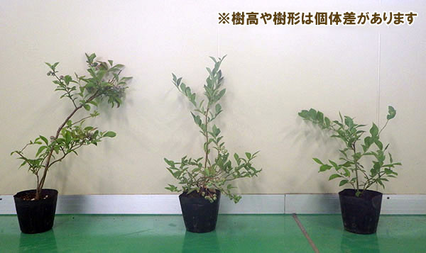 園芸ネット本店｜ブルーベリー（大実ラビットアイ系）：ブライトウェル