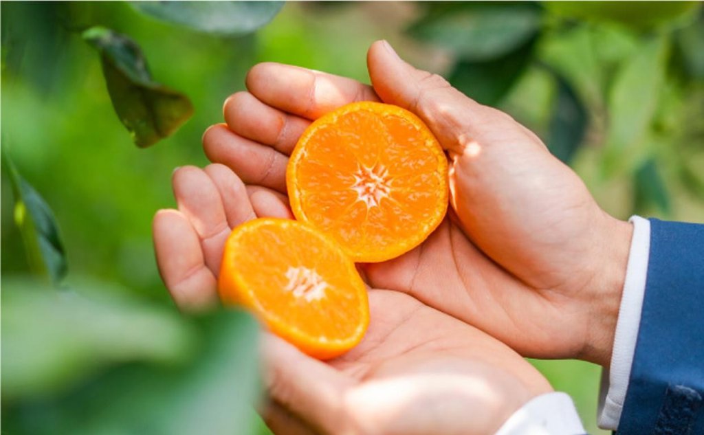 12月下旬より順次発送】【送料込】みかん こつぶちゃん 訳あり 家庭用