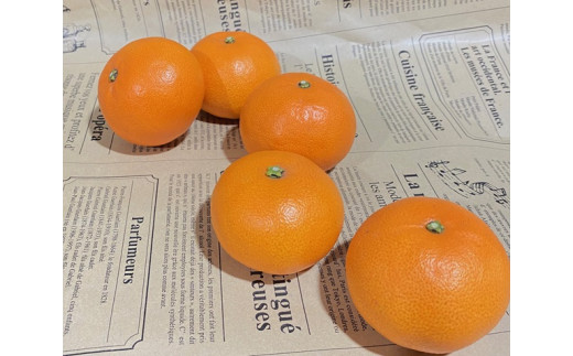 せとか Lサイズ 9玉（約1.7kg）みかんのおと みかん 愛媛 先行予約