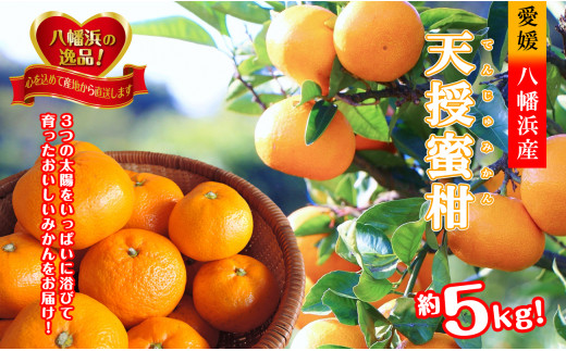 適度な潮風をうけ、太陽光、石垣、海の反射光を浴びて育った「天授蜜柑