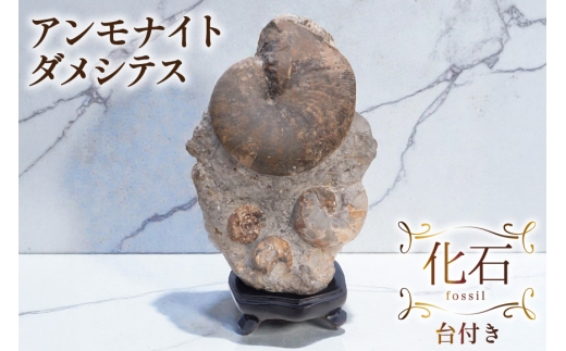 化石 アンモナイト 羽幌産 台付き [加藤樹石苑 北海道 歌志内市