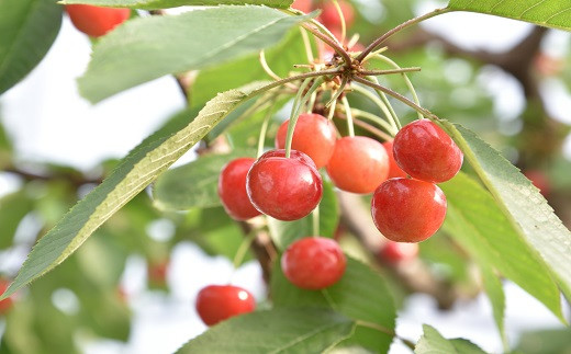 06T0002 新春超早出しさくらんぼ（佐藤錦・㈱ジェイエイてんどうフーズ