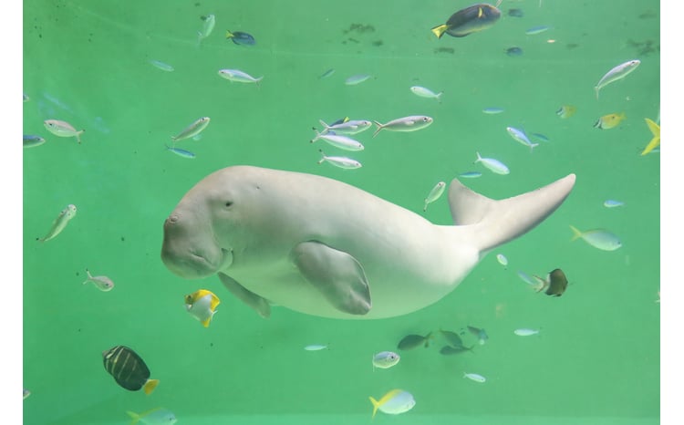 17-05鳥羽水族館 年間パスポート 小人 - 三重県鳥羽市｜ふるさと