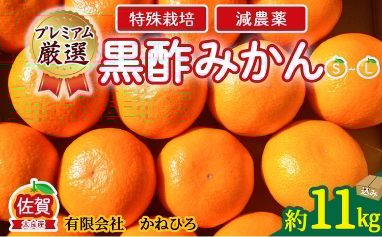 かねひろの黒酢みかん【プレミアム】11kg 【7営業日以内発送】 【2026