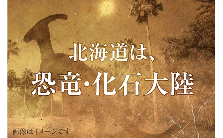 化石 アンモナイト 羽幌産 台付き [加藤樹石苑 北海道 歌志内市