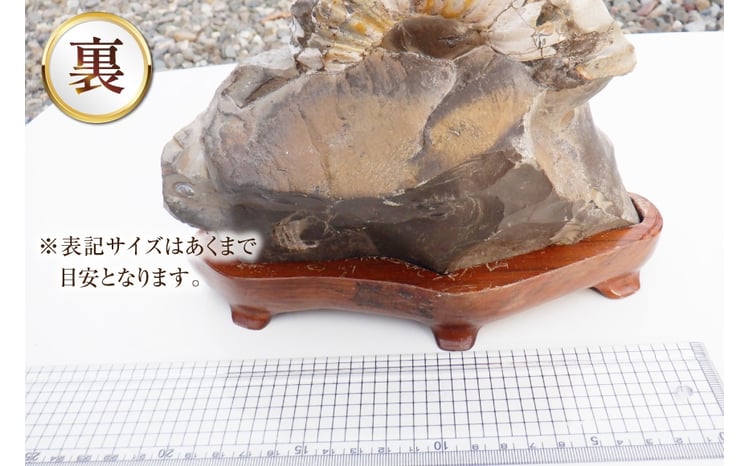 化石 アンモナイト 羽幌産 台付き [加藤樹石苑 北海道 歌志内市