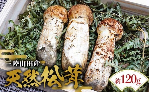 ≪2025年先行予約 9月中旬～10月下旬発送予定！≫「茸の匠」が採る