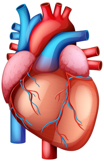 Human heart shape Vectors - Download Free High-Quality Vectors