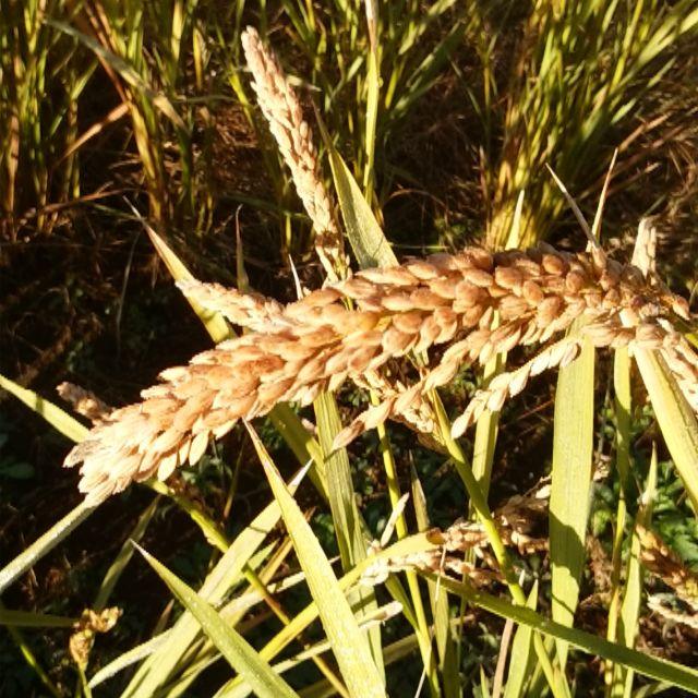 伝説の自然農提唱者が創出したモチ米ハッピーヒル種籾の通販 by Guu's