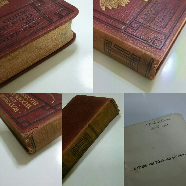 39 イギリスの古い植物図鑑 アンティーク ヴィンテージ 洋書 古書の