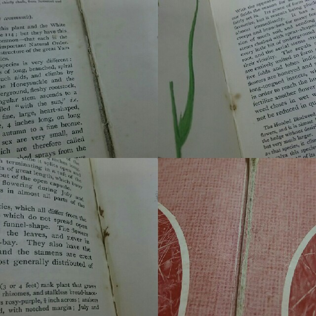 39 イギリスの古い植物図鑑 アンティーク ヴィンテージ 洋書 古書の