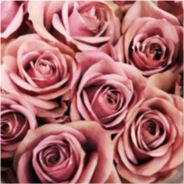 レア 切り花品種 最新品種のバラの苗の通販 by 2点目より100円引きです