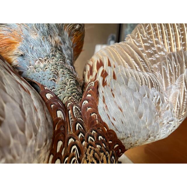 雉 剥製 本物 骨董品 約40年の通販 by 好きなものあります｜ラクマ