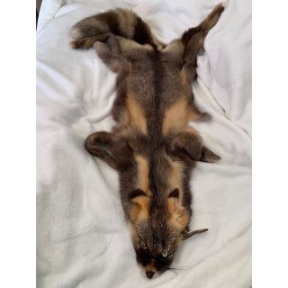 1728160622.jpg?1668363064