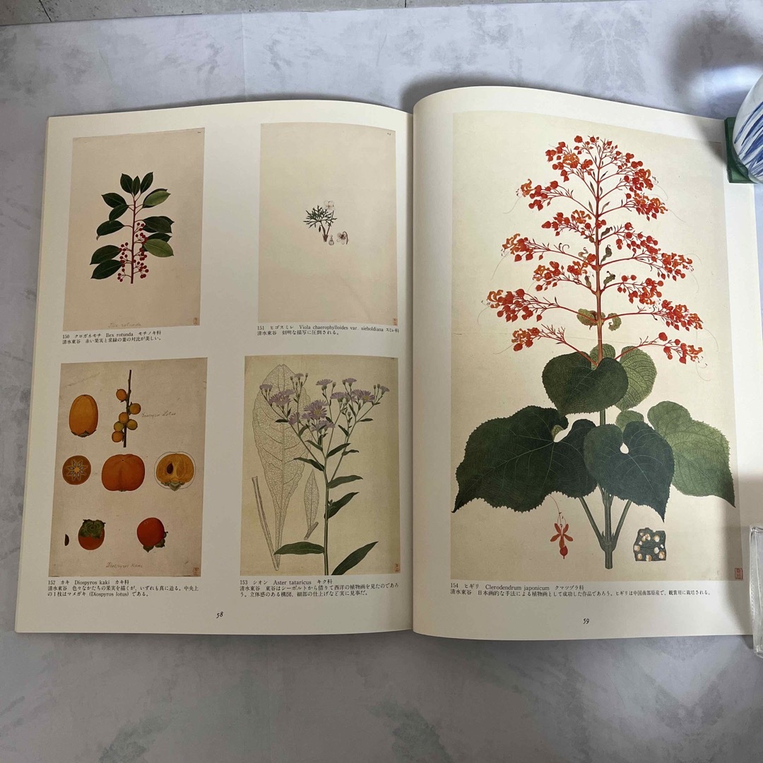 シーボルト旧蔵 日本植物図譜展 本の通販 by 738 shop｜ラクマ
