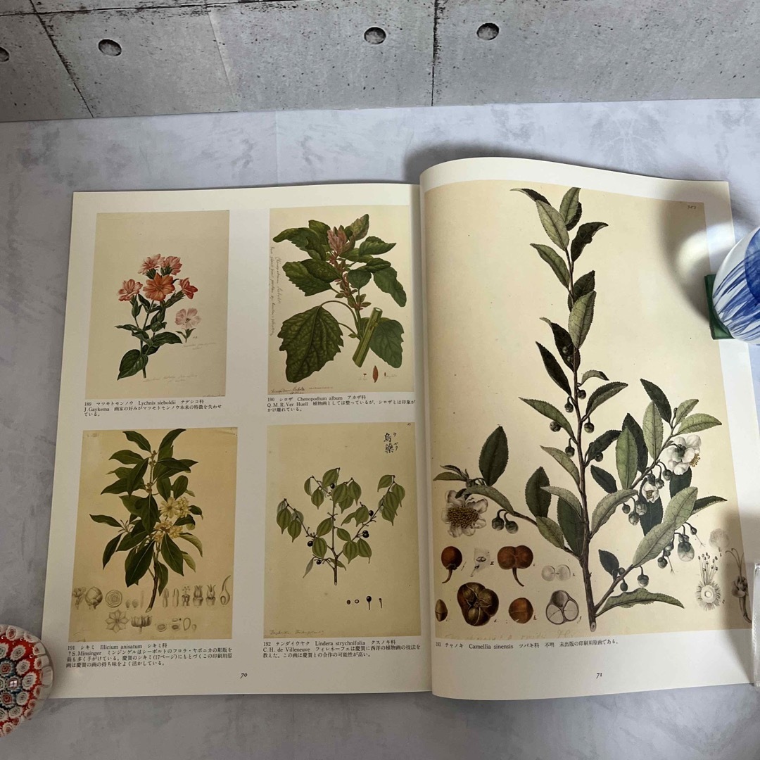 シーボルト旧蔵 日本植物図譜展 本の通販 by 738 shop｜ラクマ