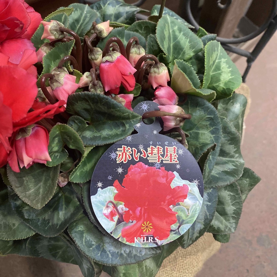 ロク様 リクエスト 2点 まとめ商品 シクラメン 赤い彗星