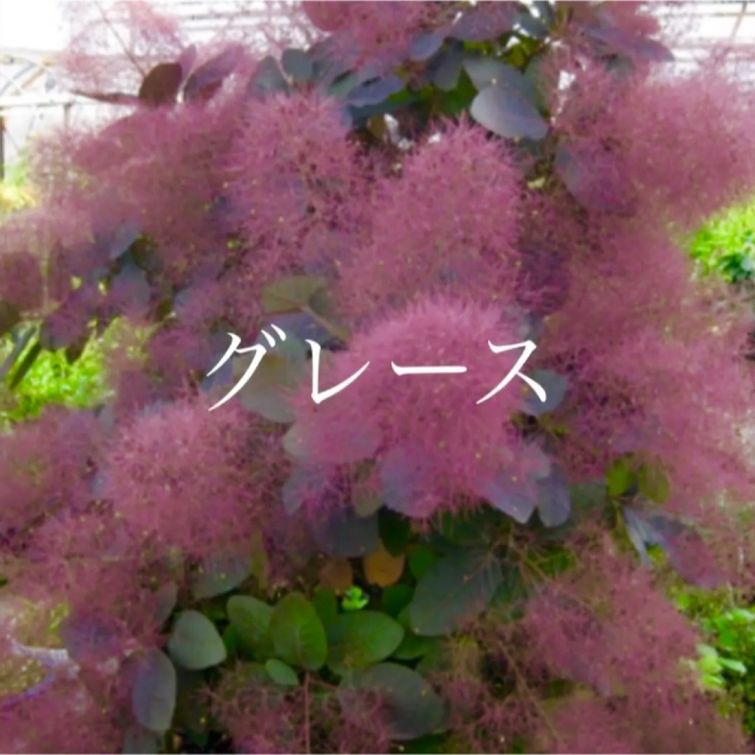 スモークツリー 苗 グレース 苗木 雌株の通販 by グリーンcafé｜ラクマ