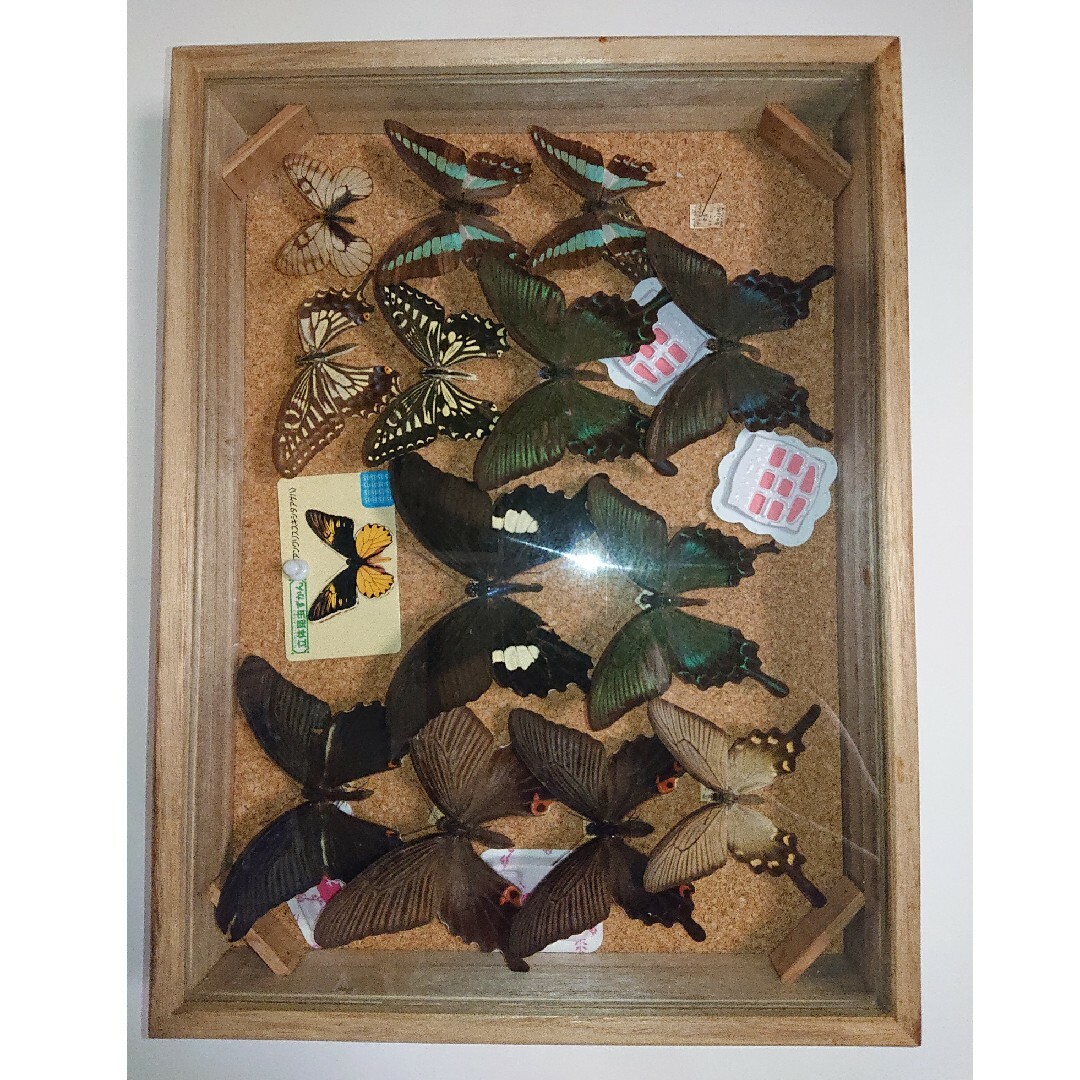蝶 標本 3箱セット□大型 標本箱 ドイツ箱 桐箱 展示ケース□