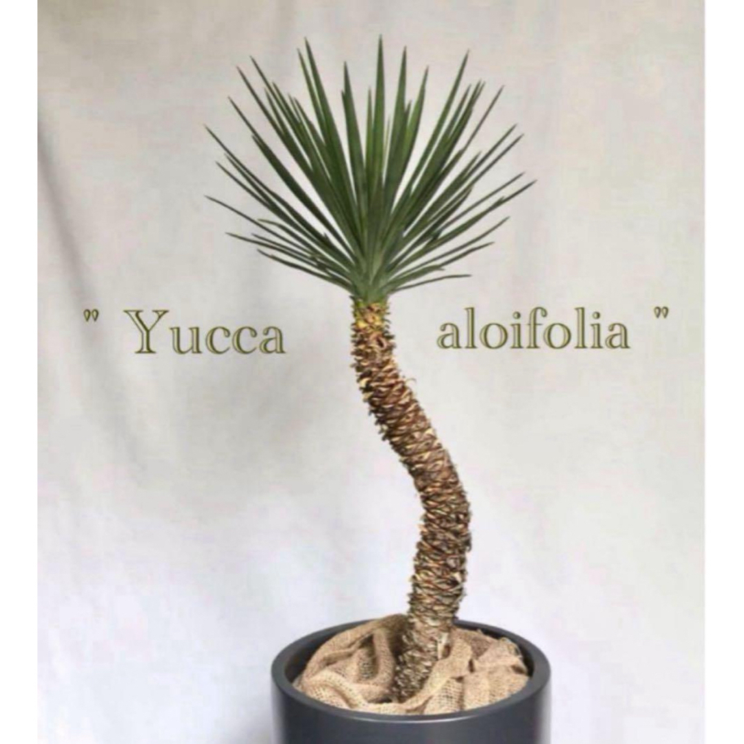Yucca aloifolia 