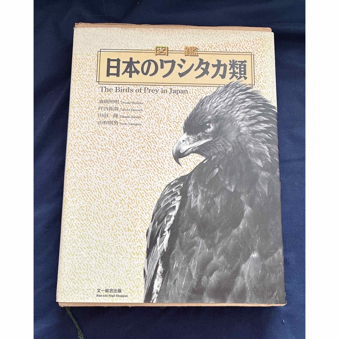 図鑑日本のワシタカ類図鑑 日本のワシタカ類詳細情報【野鳥】 - 図鑑.jp