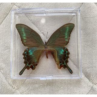アオメガネトリバネアゲハ メス 蝶 標本の通販 by 標本箱｜ラクマ