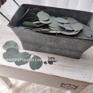 スモークツリー 苗 グレース 苗木 雌株の通販 by グリーンcafé｜ラクマ