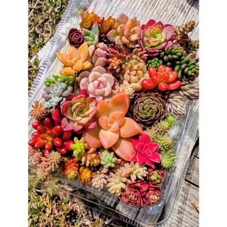 NEIGHBORHOOD - アガベ チタノタ レッドキャットウィーズル 斑入り? 4