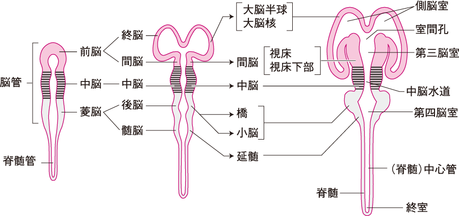 視覚のメカニズム――眼｜感じる・考える（3） | 看護roo![カンゴルー]